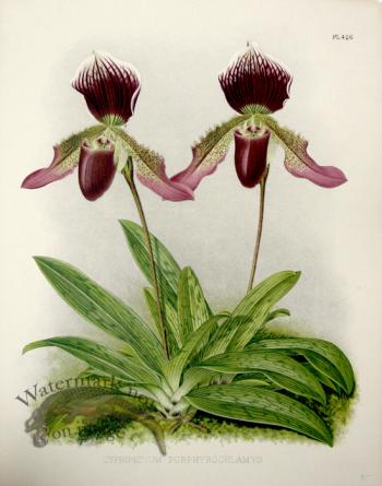 Linden Orchids 03